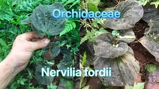 Nervilia fordii Orchidaceae precious Asian medicinal plants [upl. by Kilk879]