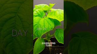 Growing Cucumber From Seed timelapse cucumber shorts [upl. by Mohandas]