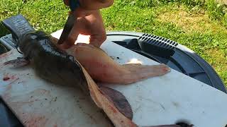 How To Fillet Catfish The Easy Way [upl. by Yeznil727]