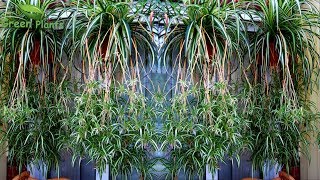 Spider plants Hanging Garden Making with UPDATE  Spider plants with Lots of SpidersGREEN PLANTS [upl. by Aicsile]