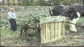 Lifting tatties with the Clydesdale horses movie [upl. by Huskamp]