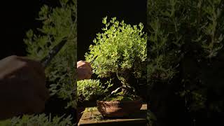 Easy Summer Pruning Potentilla Bonsai [upl. by Christianson]