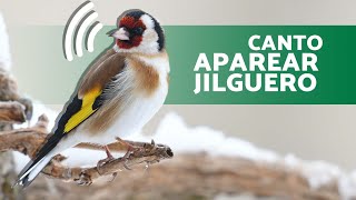 🎶CANTO para APAREAMIENTO JILGUEROS 🐤 ¡Hace que el CELO del jilguero AUMENTE 10 minutos [upl. by Eninaej]