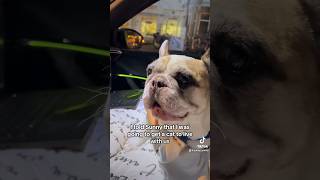 My dogs opinion about having a cat 🙃 dog frenchbulldog pets animals cat [upl. by Adnilak]