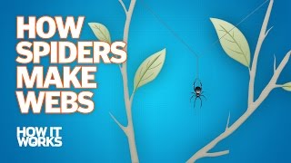 How Spiders Make Webs [upl. by Iron]