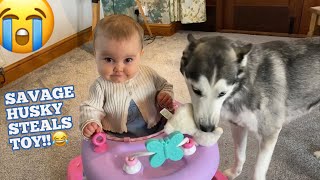 Hilarious Husky STEALS Babies FAVOURITE Toy amp Makes Her Giggle😭 CUTEST VIDEO EVER [upl. by Yee]