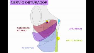 INERVACION DE MIEMBRO INFERIOR 3 [upl. by Estey]