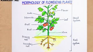 Morphology of Flowering plants drawing  easy  parts of flowering plants labelled diagram CBSE [upl. by Oicnoel]