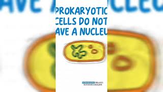 Eukaryotes vs Prokaryotes 🤔 [upl. by Talbert]