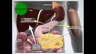 Métabolisme énergétique État postprandial [upl. by Aubrette763]