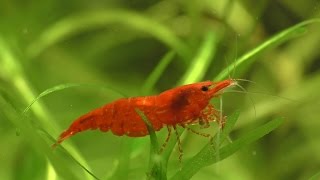 Cherry Shrimp  How To Breed What To Feed And Everything You Need [upl. by Rhiana177]