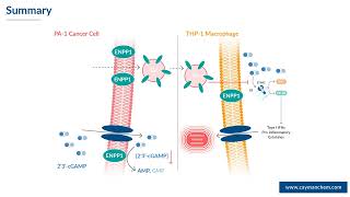 Modulation of ENPP1 Activity amp 2´3´cGAMP Degradation in Ovarian Cancer Cell Lines [upl. by Elleinad]