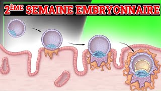 2ème Semaine du Développement Embryonnaire  Embryologie Humaine [upl. by Rinaldo]