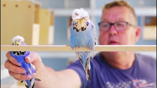 Worlds Biggest Budgies  Visit to UKs top budgerigar stud  Mike Balls budgies [upl. by Marcia]