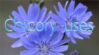 Chicory uses [upl. by Regnig]