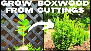 DIY Easy Boxwood Buxus Propagation  How To Grow Boxwood From Cuttings amp Create Your Own Hedge [upl. by Llehsram]