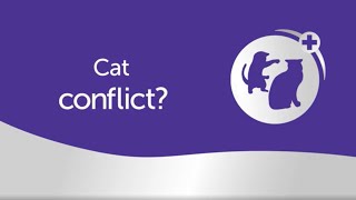 Cat Conflict Discover how FELIWAY Optimum can help calm your cats [upl. by Cassandre]