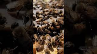 Bees feasting on pollen patty beekeeping insects farming honeybee honey shorts reels fyp [upl. by Aianat]