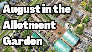 the joy of allotment gardening in august allotment gardening in the uk vlog [upl. by Puto496]