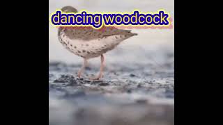 woodcock dancing to Nothing by Retroblue [upl. by Debora]