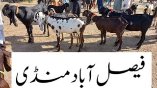 Faisalabad Bakra Mandi  New Update FM Animals 0300669828411102023 [upl. by Gilud]