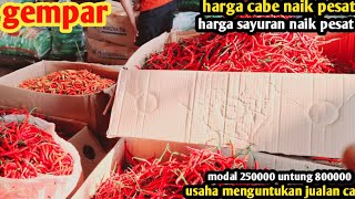 haga cabe hari ini naiksayuran gemparusaha untung banyak jualan cabe1 des 2024 [upl. by Lowery]