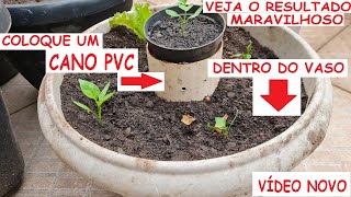 Morria e Não sabia Coloque um cano de pvc dentro do vaso e veja o Resultado Maravilhoso [upl. by Monteria253]