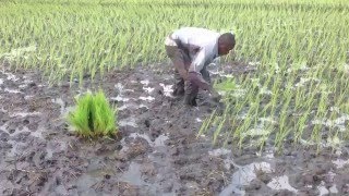 Rice Transplanting in the Doho Rice Scheme  Butaleja District Uganda [upl. by Kancler490]