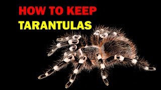 How to keep Tarantulas Weird and Wonderful Pets Episode 8 of 15 [upl. by Llenyar]