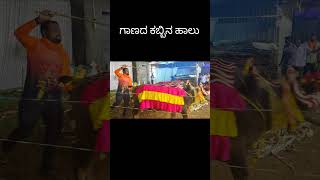 chayachandan dasara sugarcane udupi festival dasaracelebration viwes kannadavlogs viwes [upl. by Alamak]