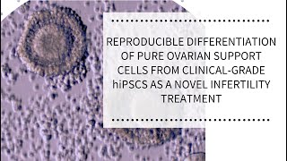 Reproducible differentiation of ovarian support cells as a novel infertility treatment  REPROCELL [upl. by Zeni57]