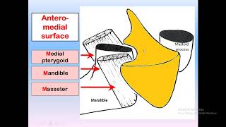 parotid gland anatomy for dental students [upl. by Gaby655]