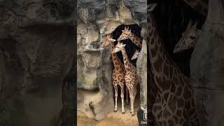 A video of a group of Giraffes huddling together in a cave to hide from the rain Via tarongazoo [upl. by Netsua]