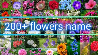 flowers name with pictures [upl. by Anasxor]