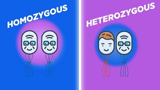 Genetic Diversity in Plants A Study of Homozygous and Heterozygous Variations [upl. by Lasko]