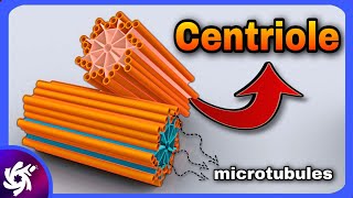 centriole in 3 Minutes  structure and function [upl. by Melak771]