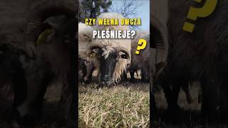 Czy wełna owcza może pleśnieć 🐑🦠 Mit2 isolena [upl. by Richards809]