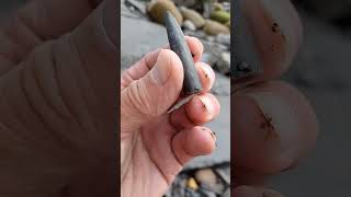 Fossilised squid creature amongst the shingle 🦑🌊 fossilhunting fossils shorts squid coast [upl. by Russo]