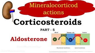 Corticosteroids Part 5  Mineralocorticoids  Aldosterone  Pharmacology [upl. by Gyimah796]