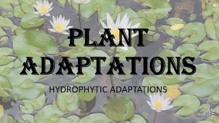 Plant Adaptations  Hydrophytic adaptations morphological anatomical and physiological HPU [upl. by Vial]