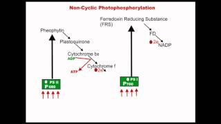 Noncyclic Photophosphorylation  Dr Magadi R Gurudeva [upl. by Etyak]