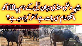 Chichawatni Maweshi Mandi Today  Buffalo Fresh Rates Update  Buffalo Mandi 2023 [upl. by Hsekin]