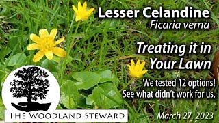 Lesser Celandine Treating it in Your Lawn or trying to March 27 2023 [upl. by Elisabeth]