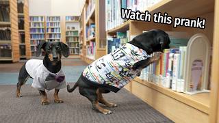 Ep 5 The Dogs Go to The Library  Cute amp Funny Dachshund Video [upl. by Ahsad]