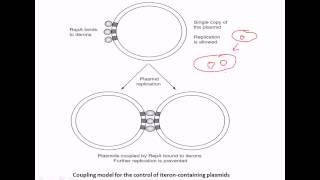 Iteron mediated copy number control [upl. by Tymothy]