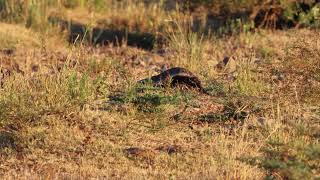 Honey Badger in the Letaba riverbed [upl. by Lisandra]