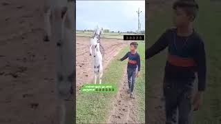 viral goat walking in two legs amazing [upl. by Irina]