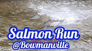 Salmon Run salmonrun nature fishing livestream [upl. by Rolo]