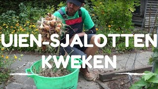 Poot uien en sjalotten kweken van poten tot oogsten [upl. by Pernick473]