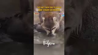 Raccoon Tries to Wash Cotton Candy shorts amazing nature [upl. by Droflim]